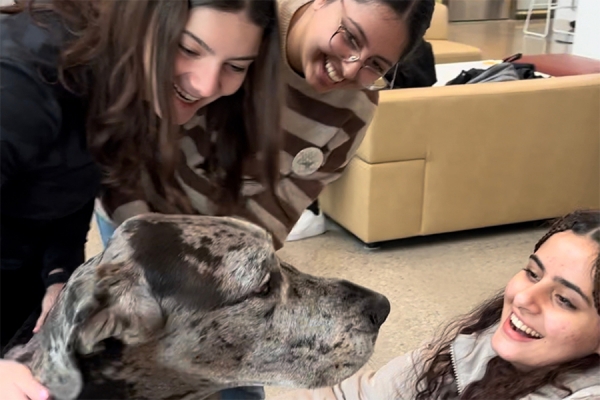 Students petting a comfort dog