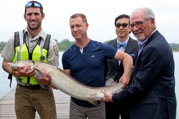 U.S. Fish &amp; Wildlife Service fish biologist Ryan Schmidt, associate professor at the Great Lakes Institute for Environmental Research Dr. Trevor Pitcher, UWindsor VP Research and Innovation Dr. Michael Siu and LaSalle Mayor Ken Antaya display a Lake Sturg
