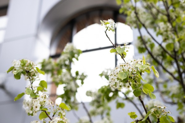 The pear trees in the court yard at UWindsor&#039;s School of Social Work and the Centre for Executive and Professional Education are in full bloom. The trees serve as an homage to the Jesuit pear trees that once grew in the region.