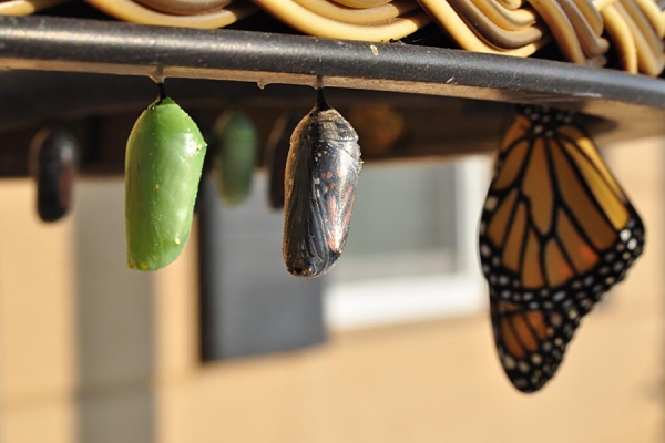 Monarch butterfly emerging from chrysalis