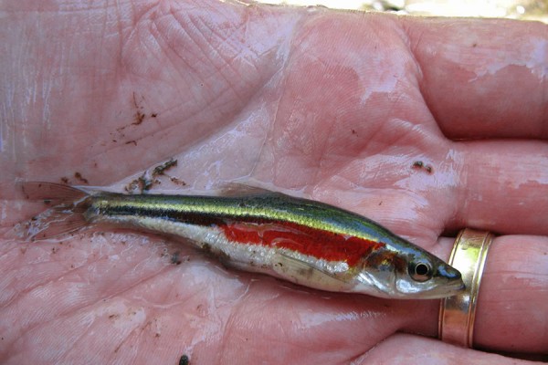 redside dace