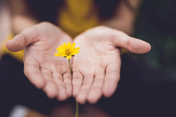 cupped hands holding a flower