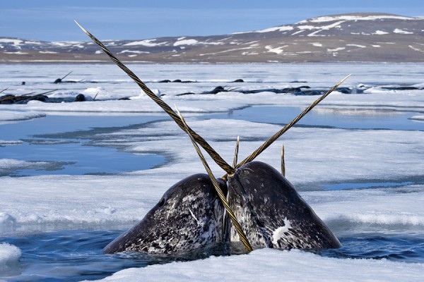 Several narwhal portruding through ice