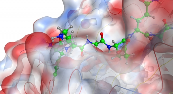 computer-rendered image of a peptide