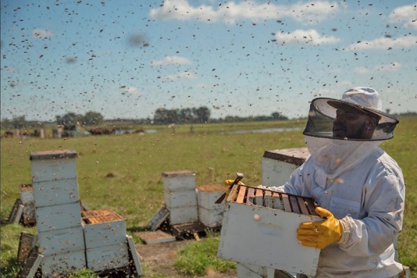 beekeeper with swarm