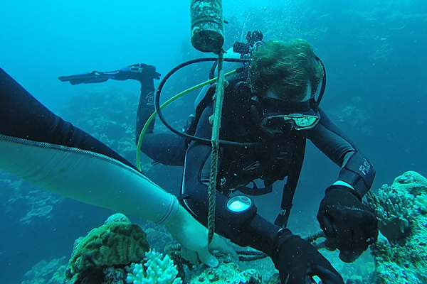researchers diving below water surface