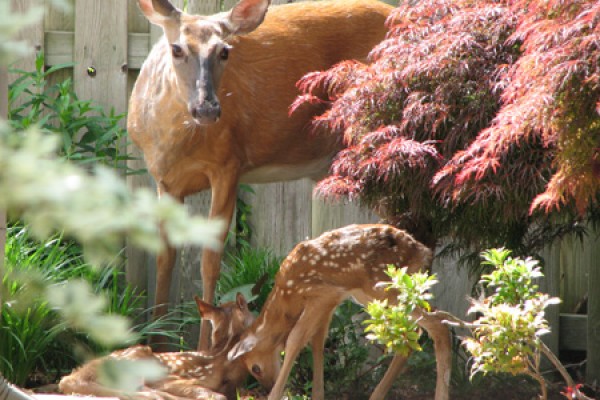 mother deer and two fawns