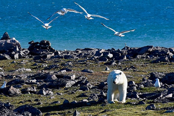 polar bear with birds flying above