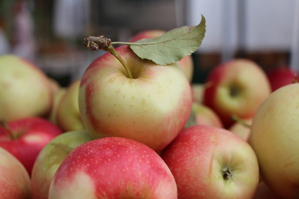 bushel basket of orchard-fresh apples