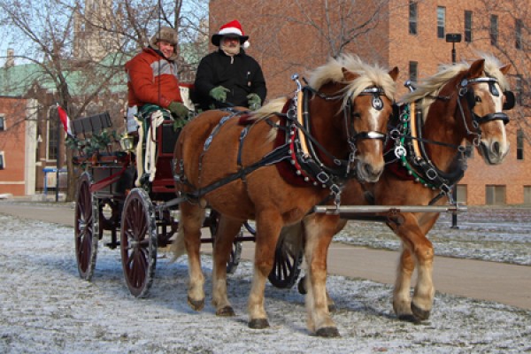 Horses pulling carriage on campus