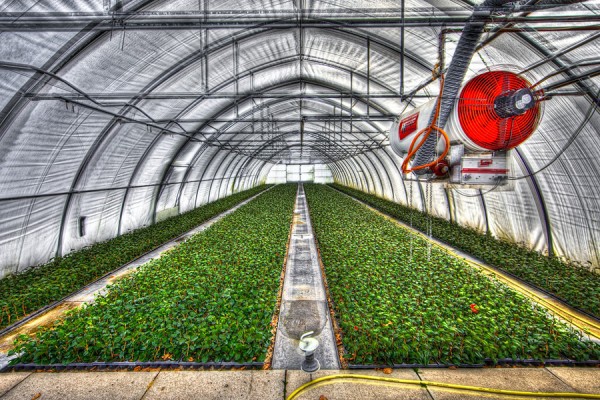 greenhouse operation