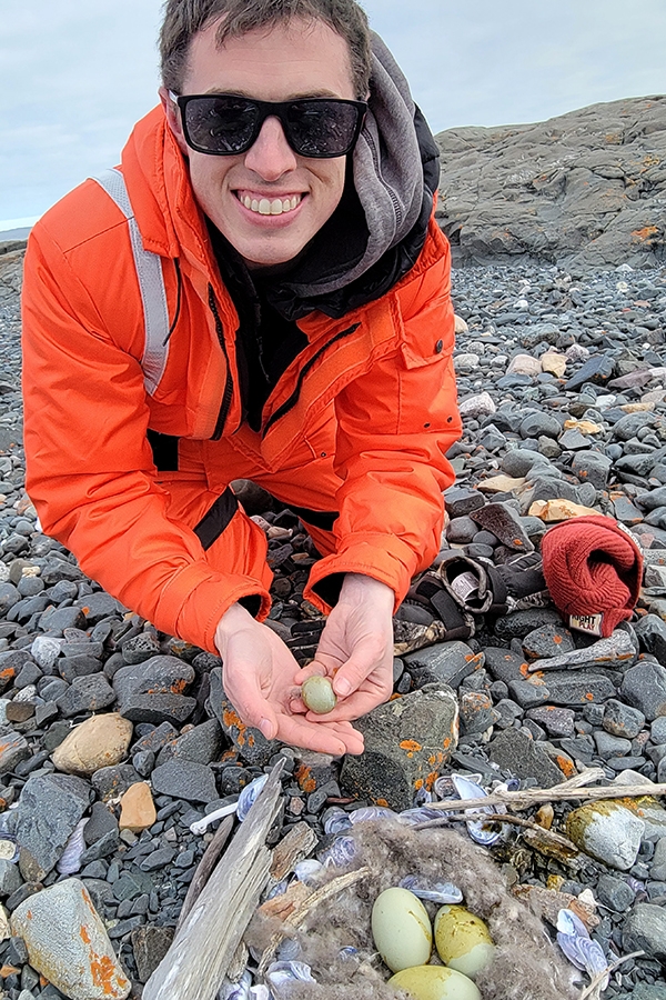 Andrew Barnas examining eggs in eider duck nest