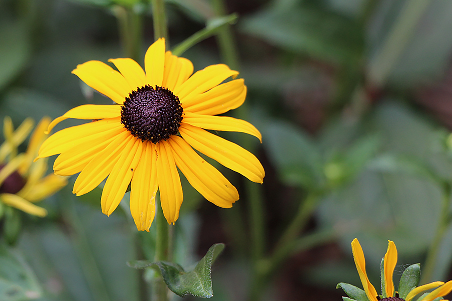 Black-eyed Susan