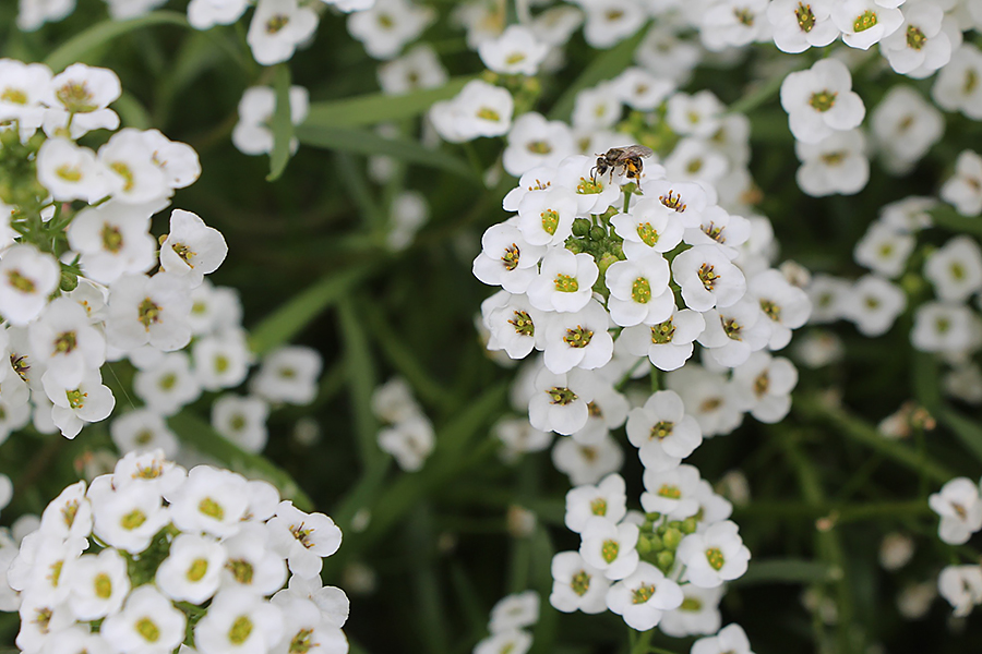 Yarrow