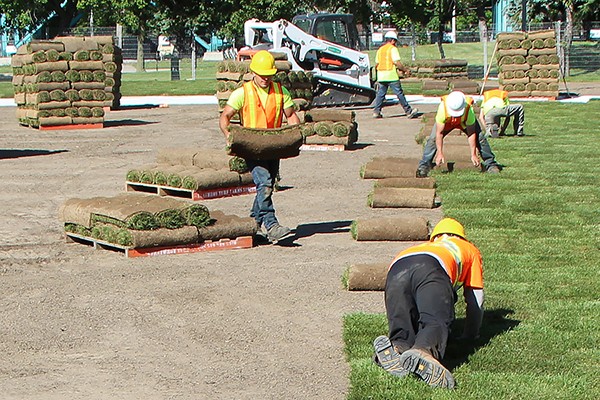 workers laying sod