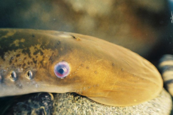 Barbara Zielinski, professor of biological sciences and the Great Lakes Institute for Environmental Studies, will discuss sea lampreys&#039; behaviour in the Great Lakes at a Science Café public lectur