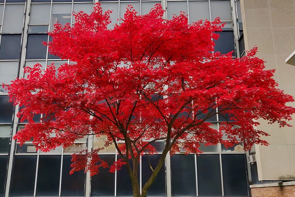 red tree outside Essex Hall
