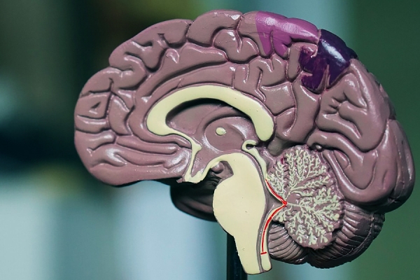 model of brain split to show various lobes