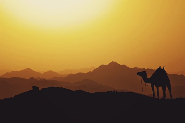 camel silhouetted against sunrise