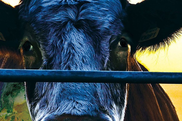 Cow looking through fence: still from film Cowspiracy