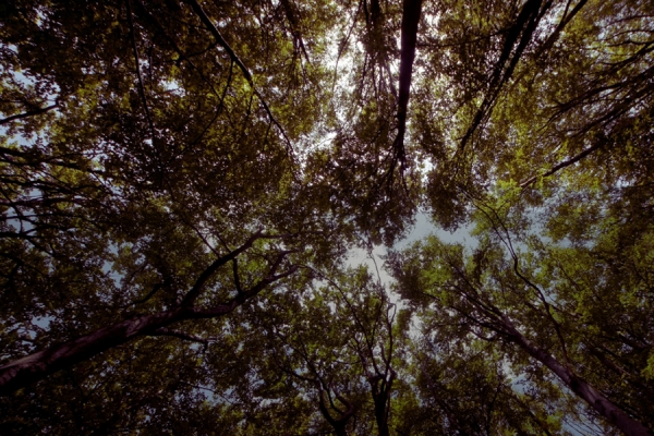 trees viewed upward through canopy