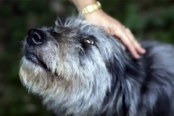 dog being petted by woman&#039;s hand