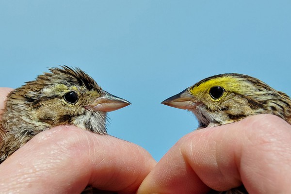 differing coloration of two male savannah sparrows