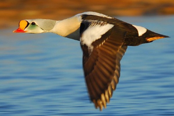 some sort of Arctic duck flying over water