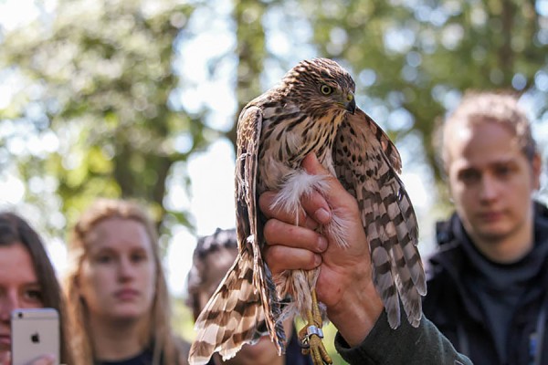 hawk being banded by volunteers