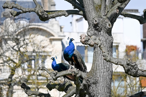 peacocks perched in a Parisian tree