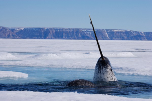 narwhal breaking through surface ice