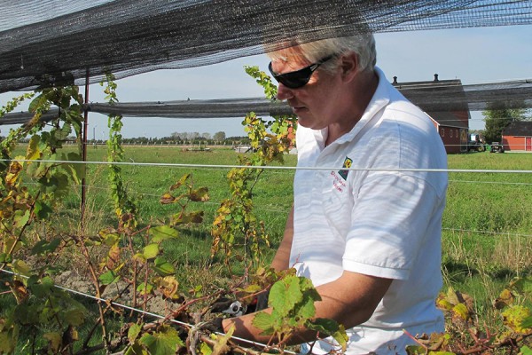 Master taster Robert Dennison checks grapes on vine