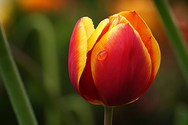 a tulip
