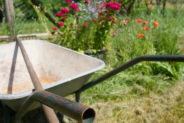 wheelbarrow in garden