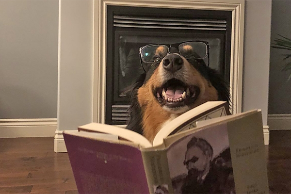 Dog wearing glasses reading Nietzsche