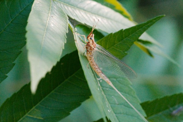 Dr. Kenneth Drouillard, professor at the University of Windsor&#039;s Great Lakes Institute for Environmental Research, explains why the emergence of mayflies can be an indication of lake health.