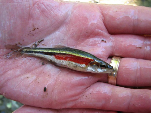 redside dace held in the palm of a hand