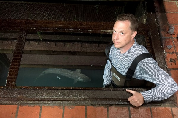 Trevor Pitcher, director of the University of Windsor's Freshwater Restoration Ecology Centre, climbs into a water intake well at an Enwin Utilities water treatment facility to rescue a stranded sturgeon.