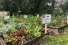Campus Community Garden