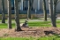 Goose sitting on nest