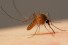 mosquito