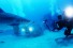 Rob Stewart gets up close and personal with a tiger shark during the filming of Sharkwater Extinction. The film is produced and edited by UWindsor assistant professor Nick Hector. 