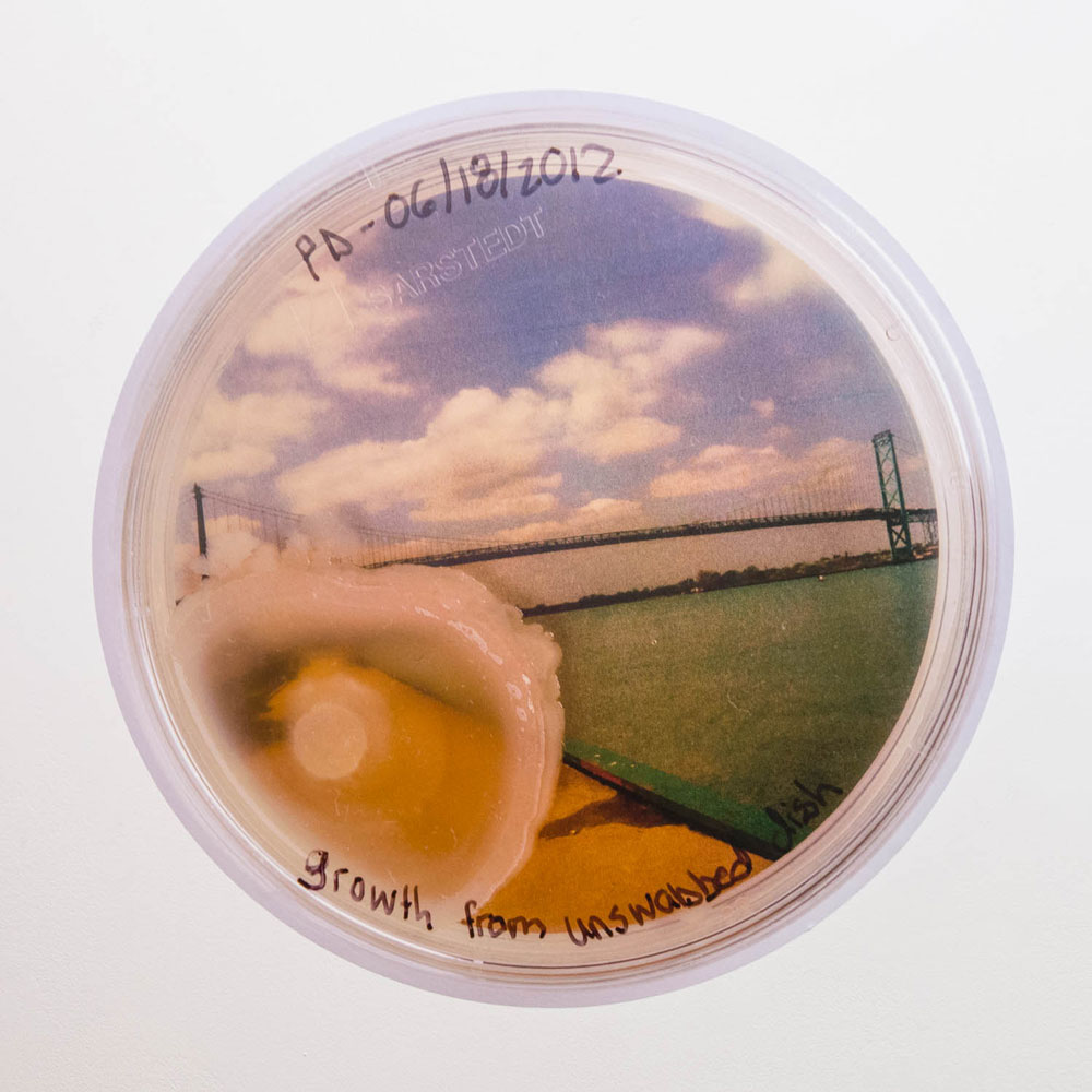 A microbial sample and photograph of the Ambassador Bridge is pictured as part of Willet's Windsor Yeast project.