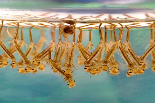 waterflies near surface