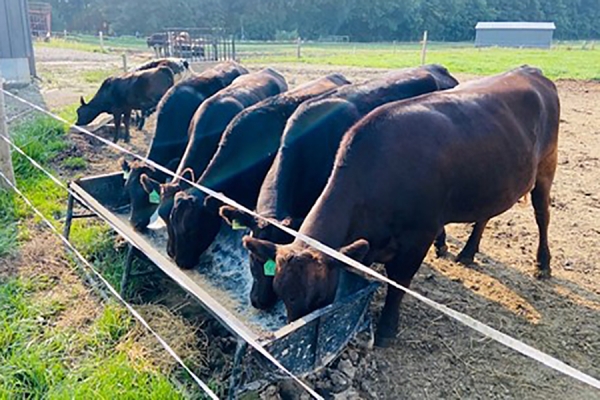 Cattle drinking from trough