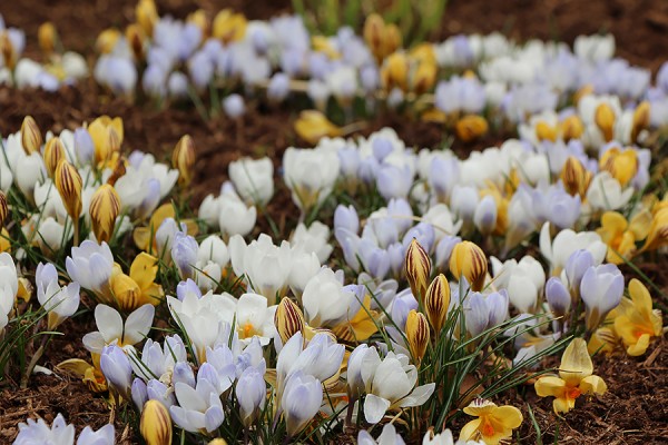 Crocuses blooming outside Essex Hall