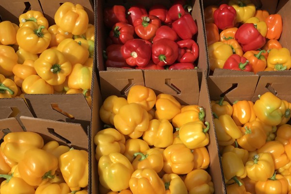 boxes of colourful bell peppers