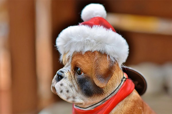 dog dressed in red Santa hat