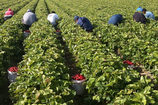 Migrant workers picking strawberries