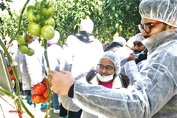 Neha Anand, Khondoker Aminuzzaman, and Azhar Syed check tomato ripeness and stalk health in a MUcci Farms greenhouse.